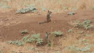 A junior squirrels squirreling stopped on cue from parent to look for danger California 92563 [upl. by Nalon]