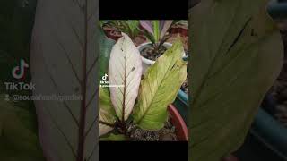 Anthurium leaves turning brown Anthurium leaves turning brown Anthurium leaves turning brown [upl. by Ianej]