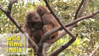 Monkey couple sit high up in a tree and hug each other [upl. by Ylim]