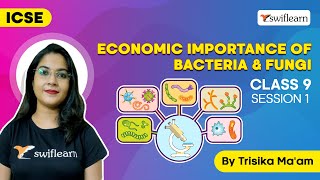 Economic Importance Of Bacteria and Fungi  Structure amp Classification Class9 Biology S1Swiflearn [upl. by Rap]