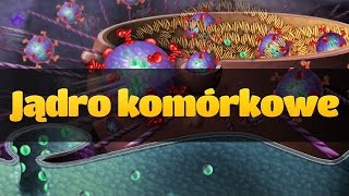 Cytologia jądro komórkowe [upl. by Eedak]