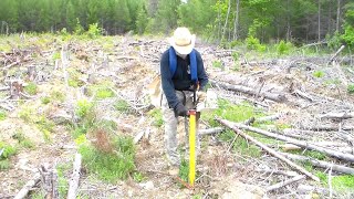 Clearcutting as a Silvicultural Option in Family Forests of NE USA  Planting the First Trees [upl. by Nivlek82]