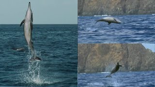 Acrobatic jumps of dolphins [upl. by Pegma516]