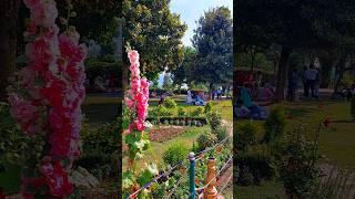 Natural beauty of Kotranka Kashmir  Mile Na Phool Song by Mohd Rafi nature travel shorts song [upl. by Nwahsat527]