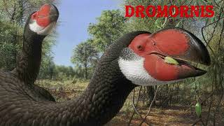 dromornis [upl. by Goodson472]