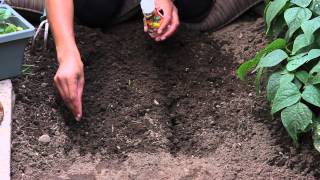 How to Start Marigolds From Seeds  The Chefs Garden [upl. by Amles]