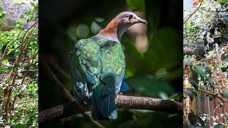 Fancy Pigeon Green Imperial Dove Ducula Aenea Voice Sound [upl. by Aisac]