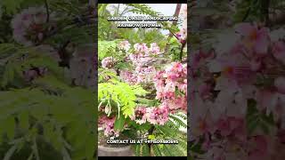 Cassia javanica Rainbowshowtree on flower in pots nature shorts [upl. by Leimaj]