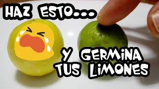 Como GERMINAR 🌱 Semillas de Limon 🍋 MUY FACIL [upl. by Grayson666]