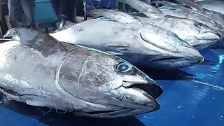 Live 14 June 24 ‼️🔥 Cutting Fresh Yellowfin Tuna [upl. by Selway]