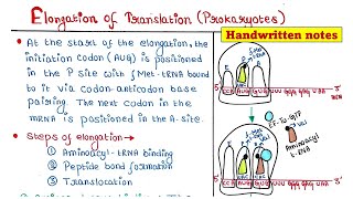 Translation in Prokaryotes  Elongation [upl. by Adanar244]