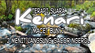 TERAPI KENARI MACET BUNYI 2 MENIT LANGSUNG NYAUT GACOR DAN NGEROL [upl. by Attolrahc]