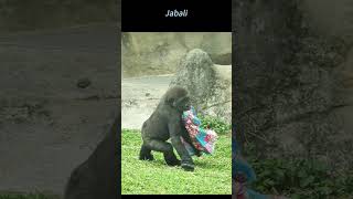 Enjoy playing cloth shorts gorilla cute [upl. by Adnalahs506]