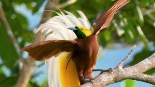 Lesser BirdofParadise [upl. by Lemhaj317]