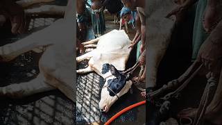 The cow is very sick গরুটি খুবই অসুস্থ2 লক্ষ টাকা দামের গরুমনে হয় গরুটি বাজবে নাvideo shorts [upl. by Lucina]