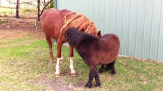 Two stallions socialising [upl. by Waly]