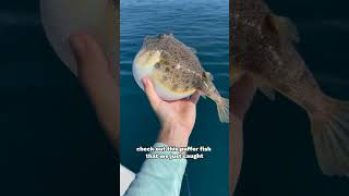 Why Do Lizards Shed Their Tails Exploring the Survival Mechanism six amazing facts pufferfish yt [upl. by Naujed]