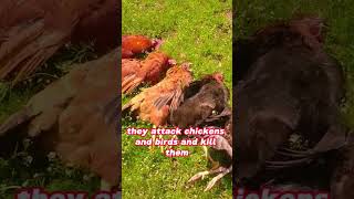 The marten sucked the chickens blood shorts [upl. by Amihc]