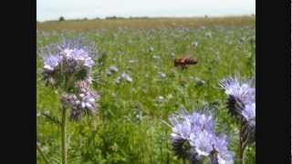 Pszczoły Facelia błękitna Bees Lacy phacelia [upl. by Gifferd]