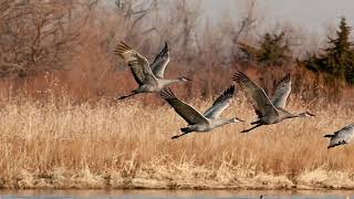 Sandhill Crane Migration Nebraska 2019 [upl. by Anwahsad]