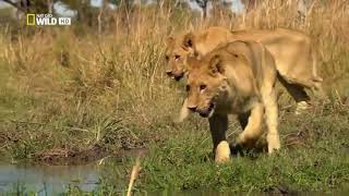 NATGEO Wild Animals Lion Brotherhood National Geographic [upl. by Elia]