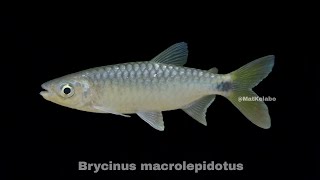 Brycinus macrolepidotus  Big Scale Tetra Nigeria [upl. by Aime]