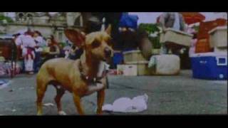 Beverly Hills Chihuahua trailer [upl. by Eikcuhc503]