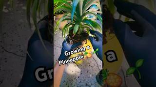 Growing a Pineapple from a Plant 🍍🪴 plantlover gardeningtips growingfruit bromeliads [upl. by Eiral579]