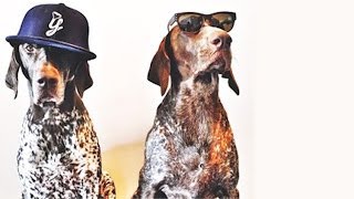 How To Make Your Dog An Instagram Star [upl. by Eiblehs]