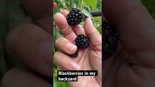 Blackberry picking in my backyard [upl. by Eecart]