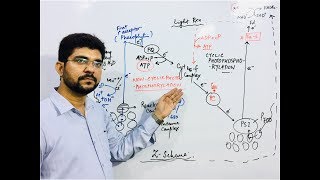 Photosynthesis Light Reaction Part1 Light reaction of PhotosynthesisAbbasi Sir BiologyClass [upl. by Hoopes]