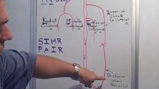 Collateral amp Recurrent arteries of the Arm [upl. by Izmar882]