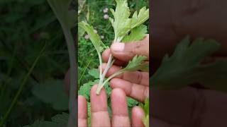 Chrysanthemum Propagation from Cuttings gardeningtips shorts [upl. by Neelahs]