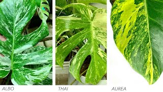 The Differences in Monstera Variegata  Albo Thai Constellation Aurea [upl. by Eixor]