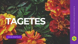 Tagetes [upl. by Etana]