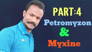 Petromyzon and Myxine  Part 4 Comparision By Anand sir [upl. by Nirtak164]