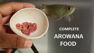 Best Foods for Arowana Fish  I feed my arowana [upl. by Warwick535]