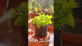 Growing Chilli Dalle Khursani in Grow Bag 75 Days Growth Scoville scale 100000 – 350000 SHU [upl. by Lesley]