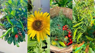 Harvesting of fresh Green organic Vegetables fruits and flowers organic exoticfruitplants [upl. by Ameehsat]