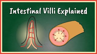 The Intestinal Villi Explained  Absorption [upl. by Brottman]