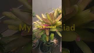 My BromeliadProfDavidJDelosReyes bromeliad shorts [upl. by Azeret]