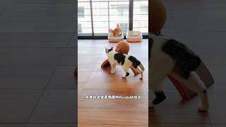 一只鸡婆的panda猫 😻 catshorts catsofyoutube 猫 顽皮猫 pandacat [upl. by Adnilram]