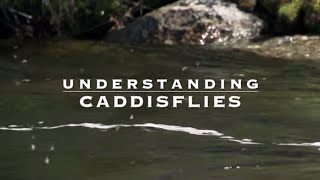 Understanding Caddisflies with Tom Rosenbauer [upl. by Hatty443]