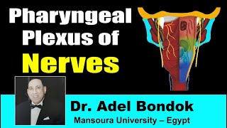 Pharyngeal Plexus Dr Adel Bondok [upl. by Pillyhp382]