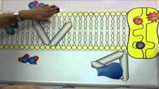 Cell Membrane Tutorial [upl. by Eenehs]