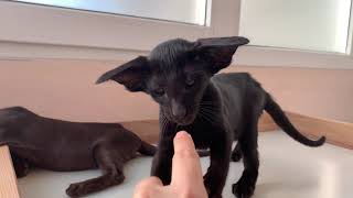 Oriental black kitten Mafiosi Italo and very scary finger [upl. by Divod148]