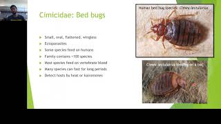 Video 3  Heteroptera Part 1 Bed bugs and more [upl. by Tdnerb562]