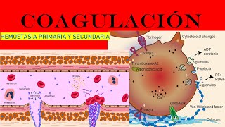 COAGULACIÓN SANGUÍNEA FISIOLOGÍA HEMOSTASIA PRIMARIA Y SECUNDARIA [upl. by Bred]