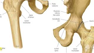 Vastus medialis muscle [upl. by Onaled]