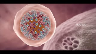 COVID19 Animation What Happens If You Get Coronavirus [upl. by Palm958]